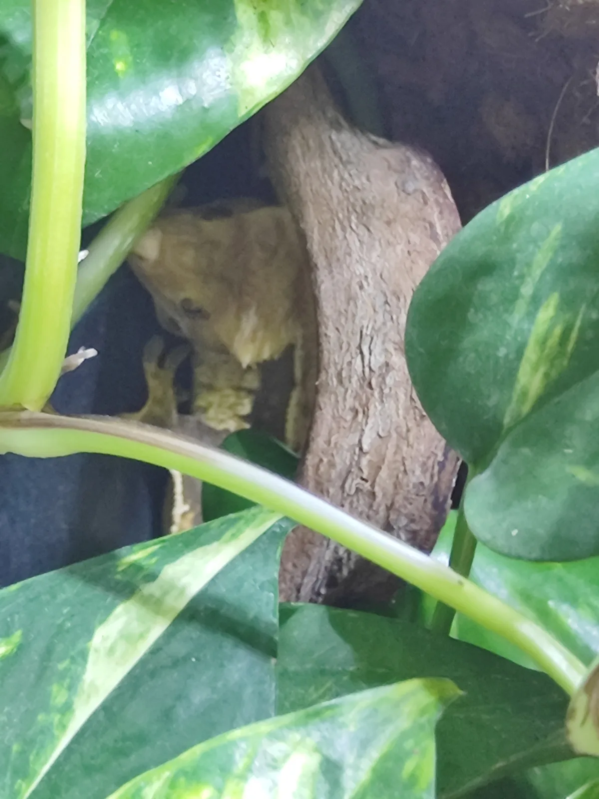 Vue générale du terrarium du gecko