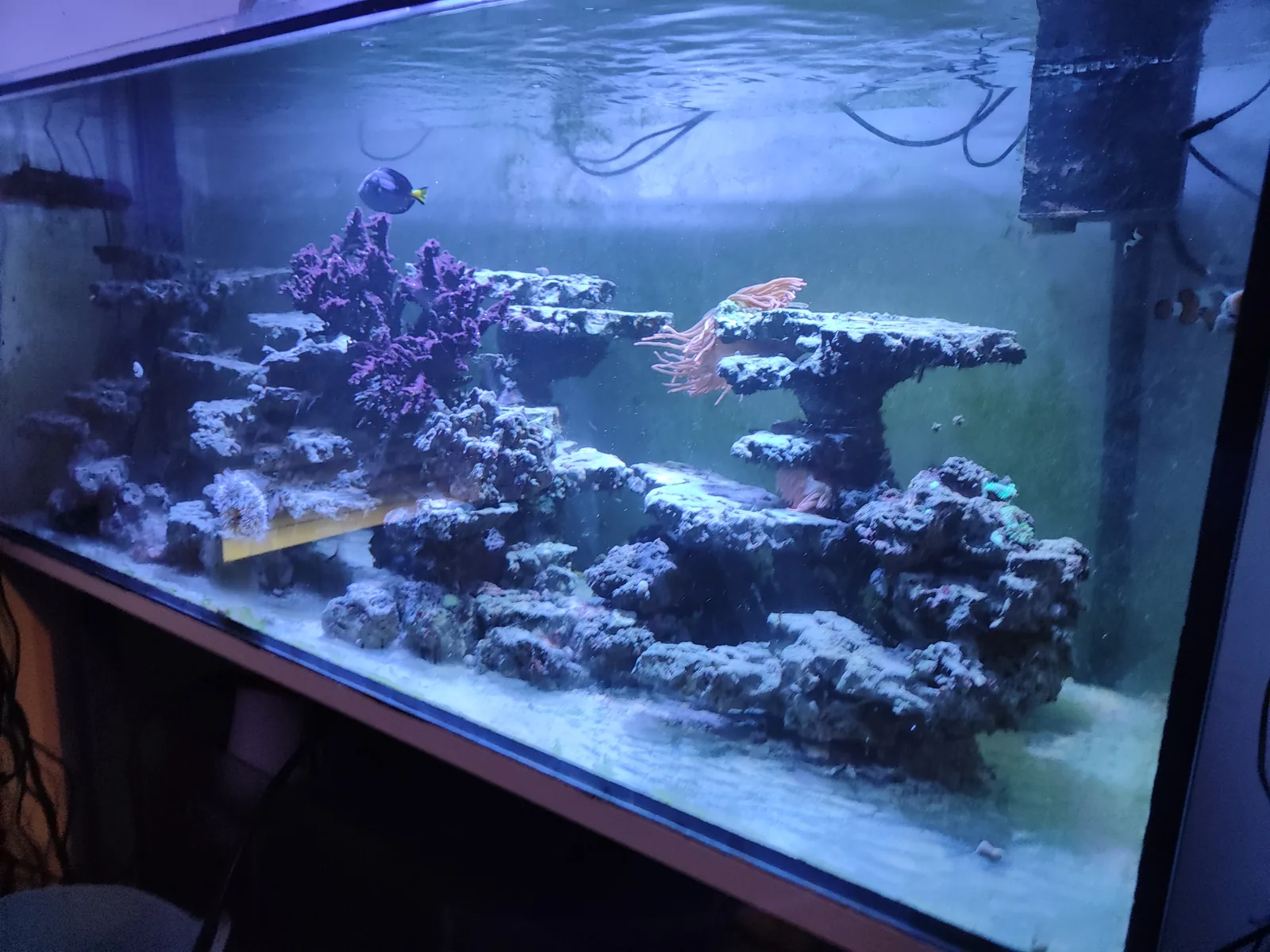 Vue générale de l’aquarium récifal