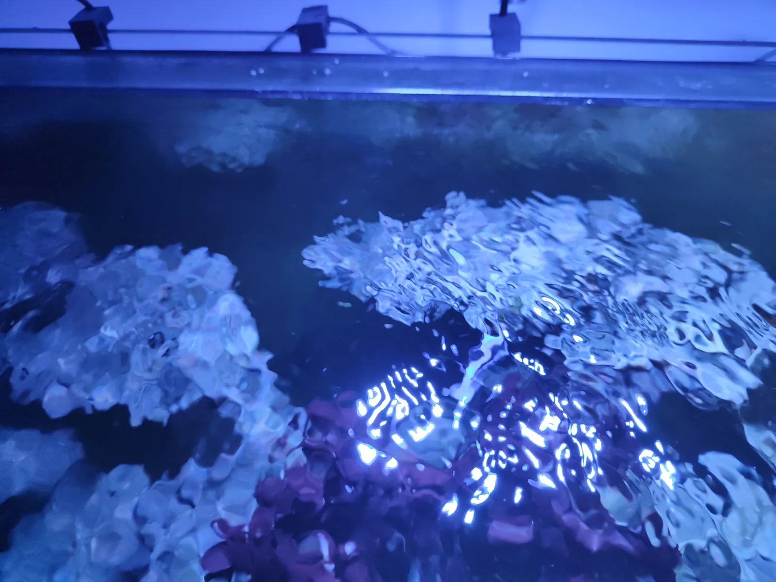 Zone 1 de distribution de la nourriture dans l’aquarium